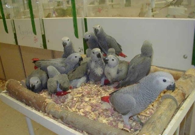 Loros, avestruz, pollitos y huevos fÃ©rtiles para la venta - 3