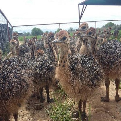Loros, avestruz, pollitos y huevos fÃ©rtiles para la venta - 4
