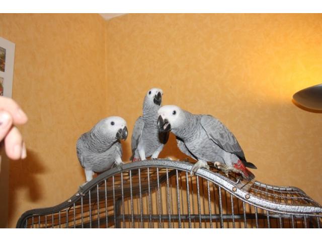 Loros, avestruz, pollitos y huevos fÃ©rtiles para la venta - 2