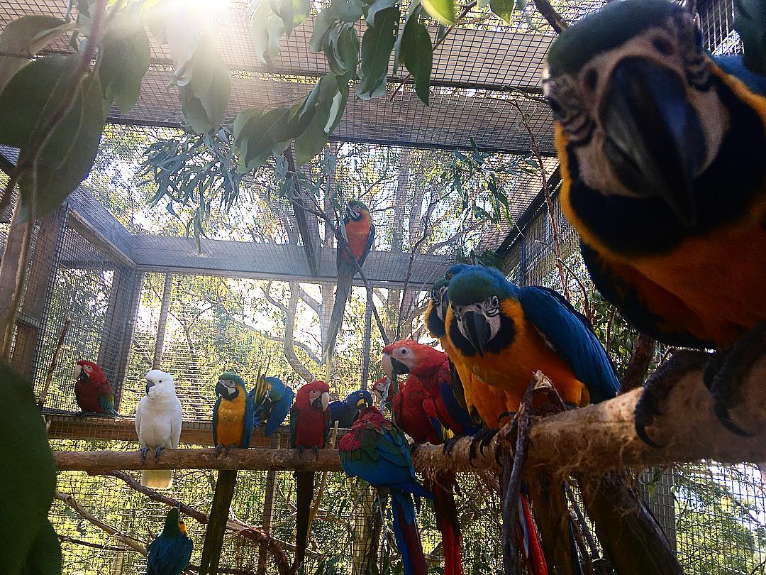 Guacamayas, lloros i cacauetes disponibles - 2 Guacamayas, lloros i cacauetes disponibles - 2