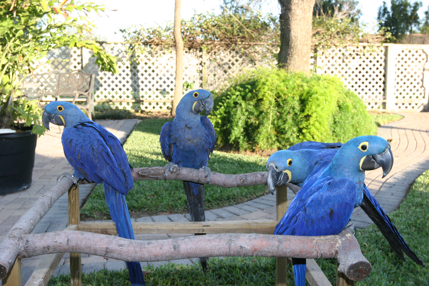 Guacamayas, lloros i cacauetes disponibles - 3 Guacamayas, lloros i cacauetes disponibles - 3