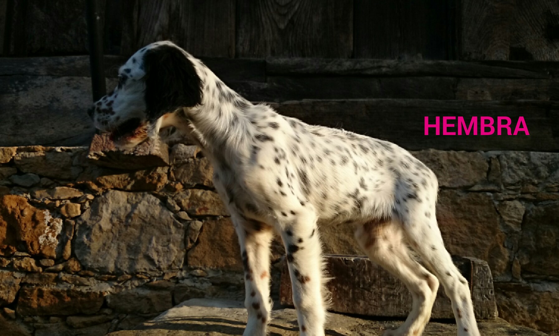 cachorros setter ingles tricolor Asturias - 3