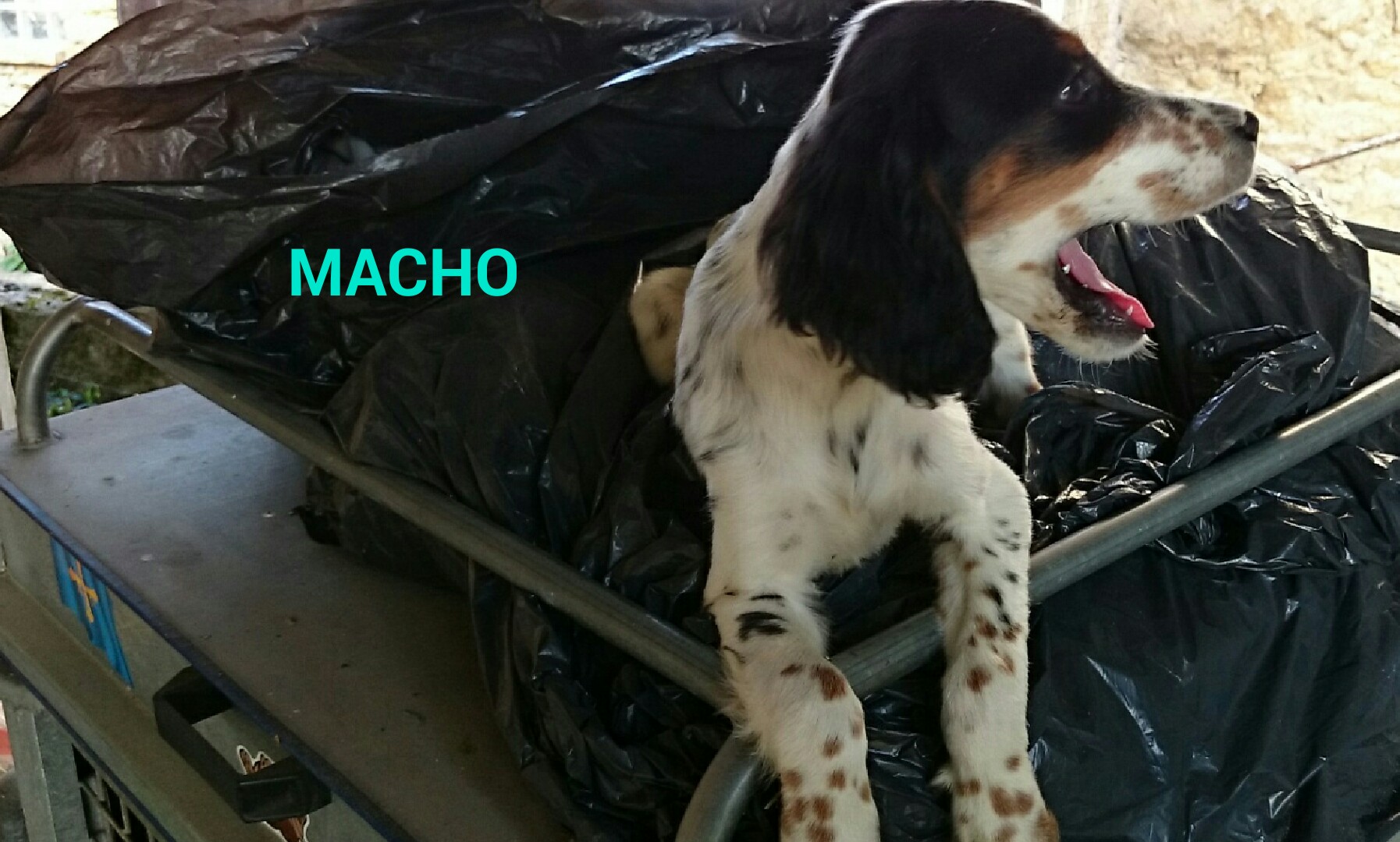 cachorros setter ingles tricolor Asturias - 2