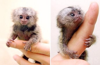 Micos marmoset per adopciÃ³. - 4