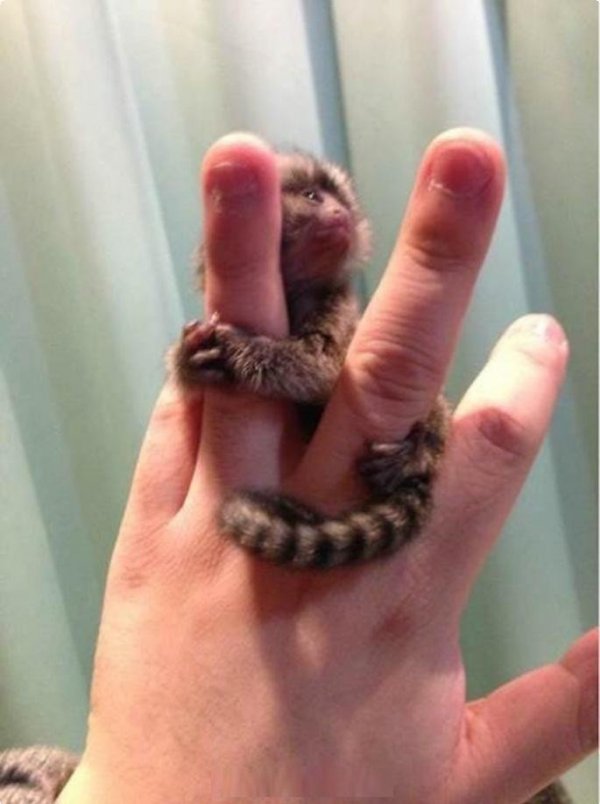 Micos marmoset per adopciÃ³. - 3