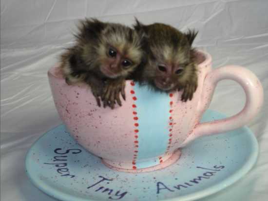 Micos marmoset per adopciÃ³. - 2