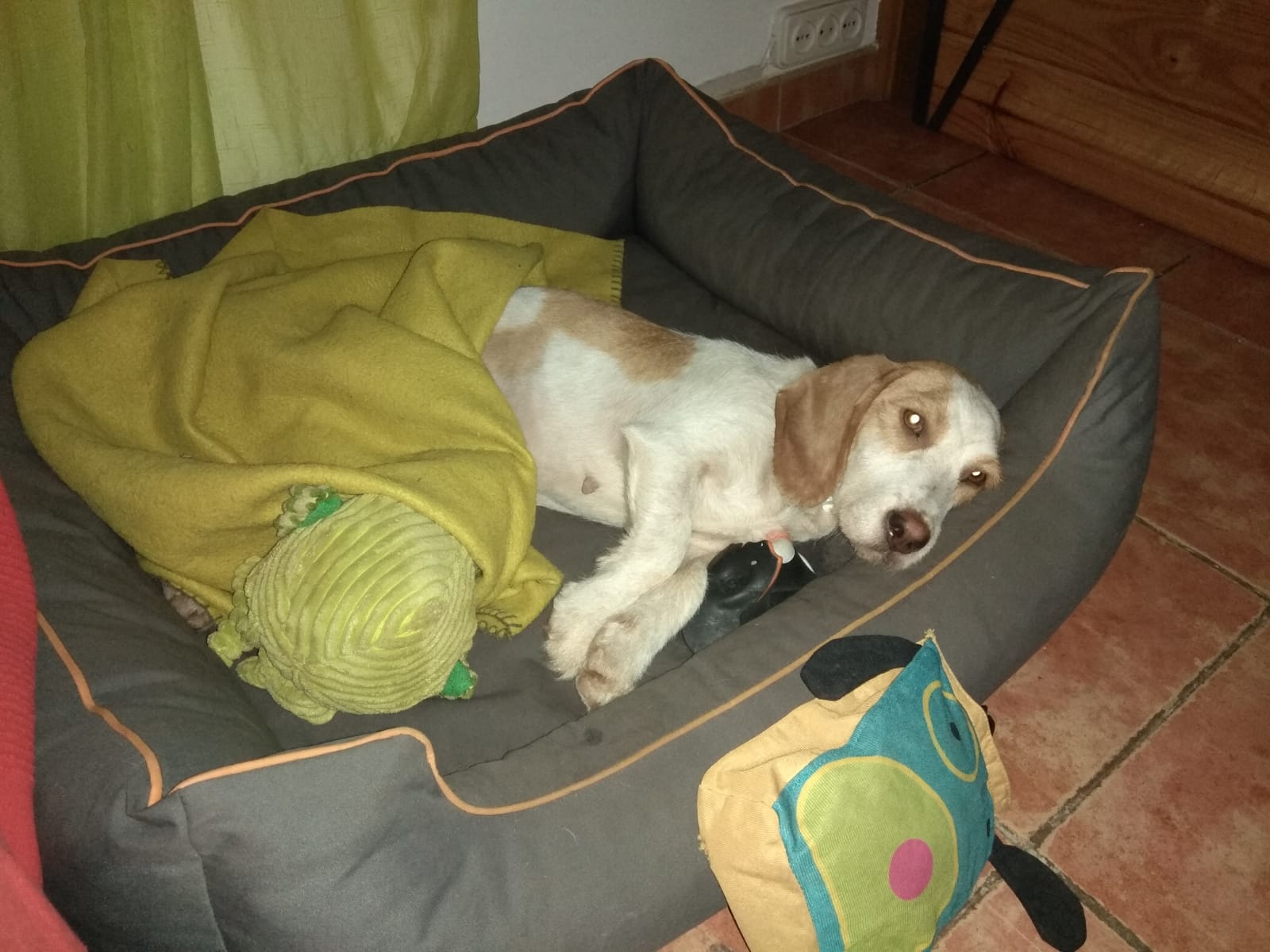 L'Arga en adopciò! - 2 L'Arga en adopciò! - 2