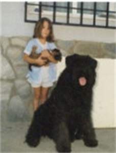 CACHORROS DE BOUVIER DE FLANDES - 3