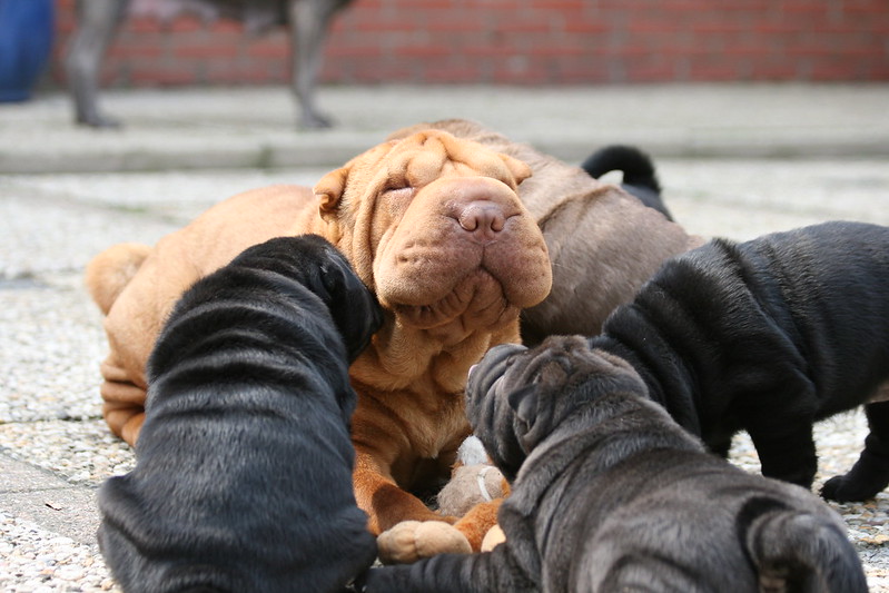 #Shar #Pei #cachorros. - 3 #Shar #Pei #cachorros. - 3
